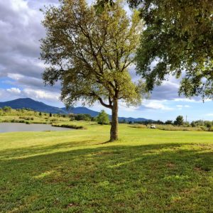 3e300a33-9a0a-4c63-8595-f2ebce7e358c