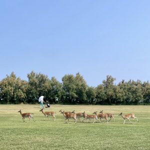 Flavio Savoldelli JPG